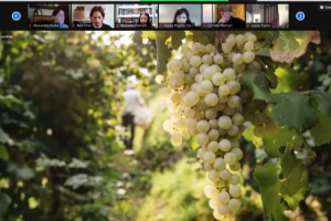 16-17 November 2020 Institute of Master of Wine Virtual Study Tour
