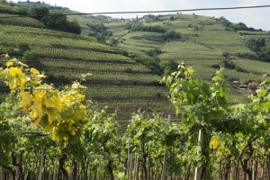 International Press Trip to Soave Preview