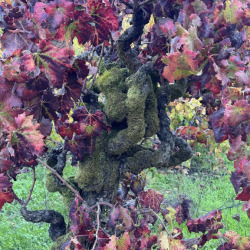 Forestville-Sonoma-2-copy