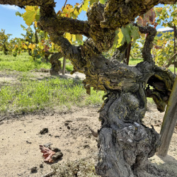Lodi-Marians-Vinyard-Zinfandel-planted-1901-