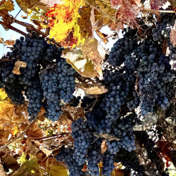 Lodi-ZInfandel