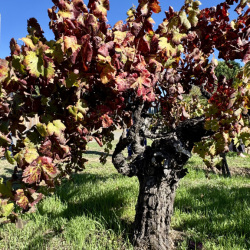 Robert-Biale-Vineyards-2