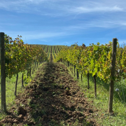 Bossanova-winery3