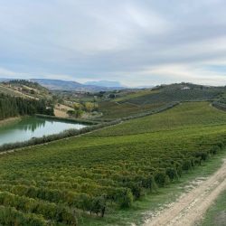 Nicodemi-winery-1