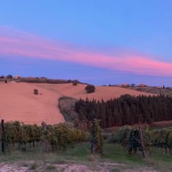Nicodemi-winery-2
